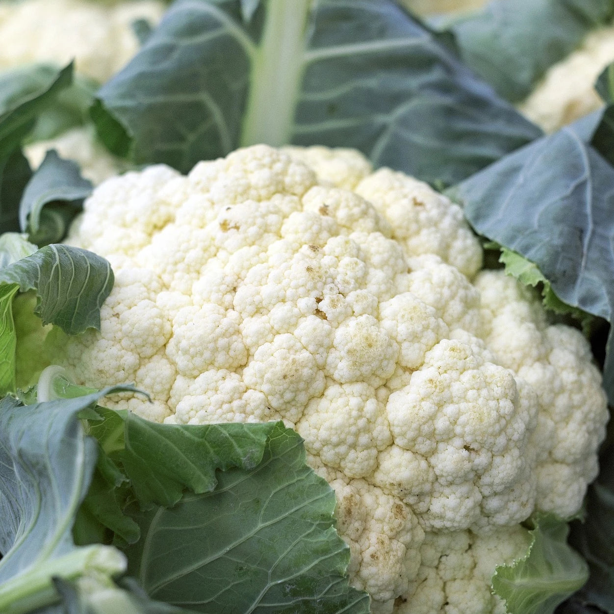 Fresh Cauliflower - Ea.